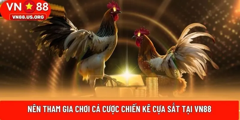 Nên tham gia chơi cá cược chiến kê cựa sắt tại VN88